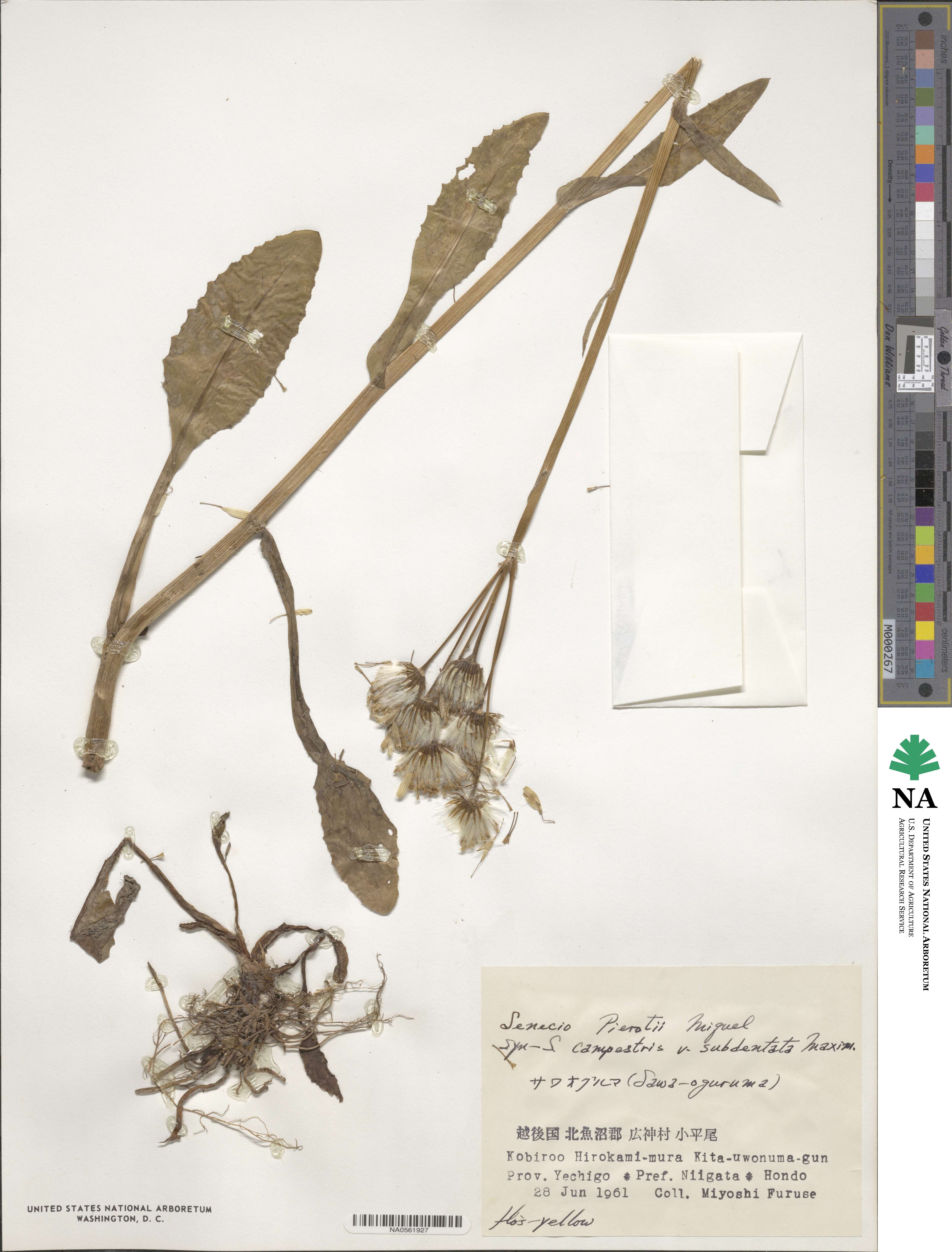Tephroseris pierotii image