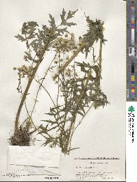 Nemosenecio nikoensis image