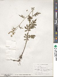 Nemosenecio nikoensis image