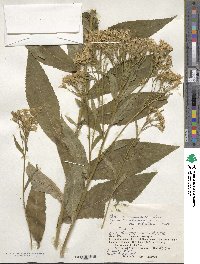 Senecio nemorensis image