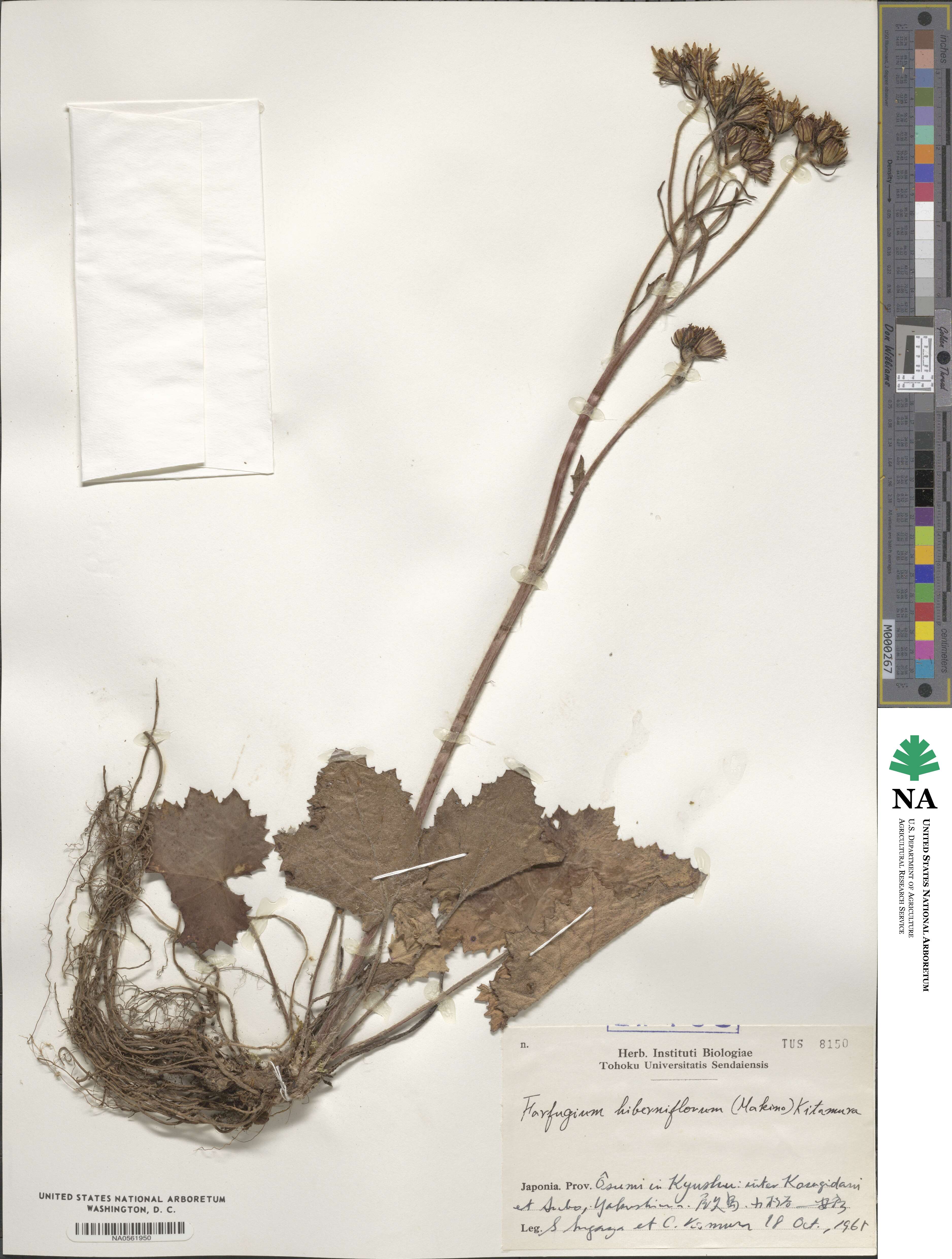 Farfugium hiberniflorum image