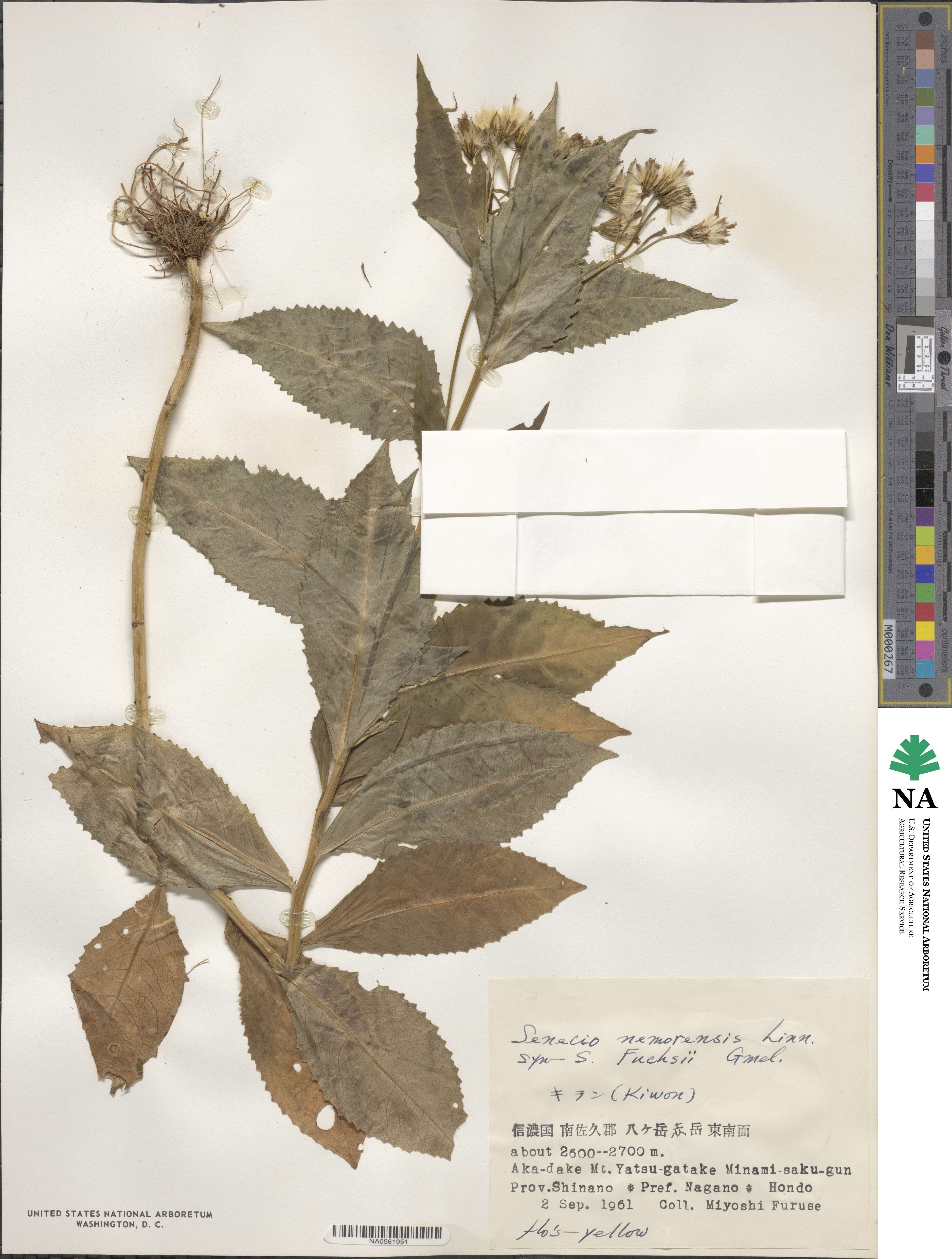 Senecio nemorensis image