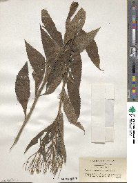 Senecio nemorensis image