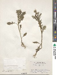 Senecio vulgaris image