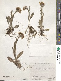 Tephroseris turczaninovii subsp. turczaninovii image