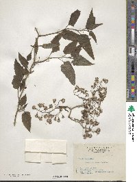 Senecio scandens image