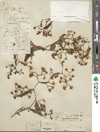 Senecio scandens image