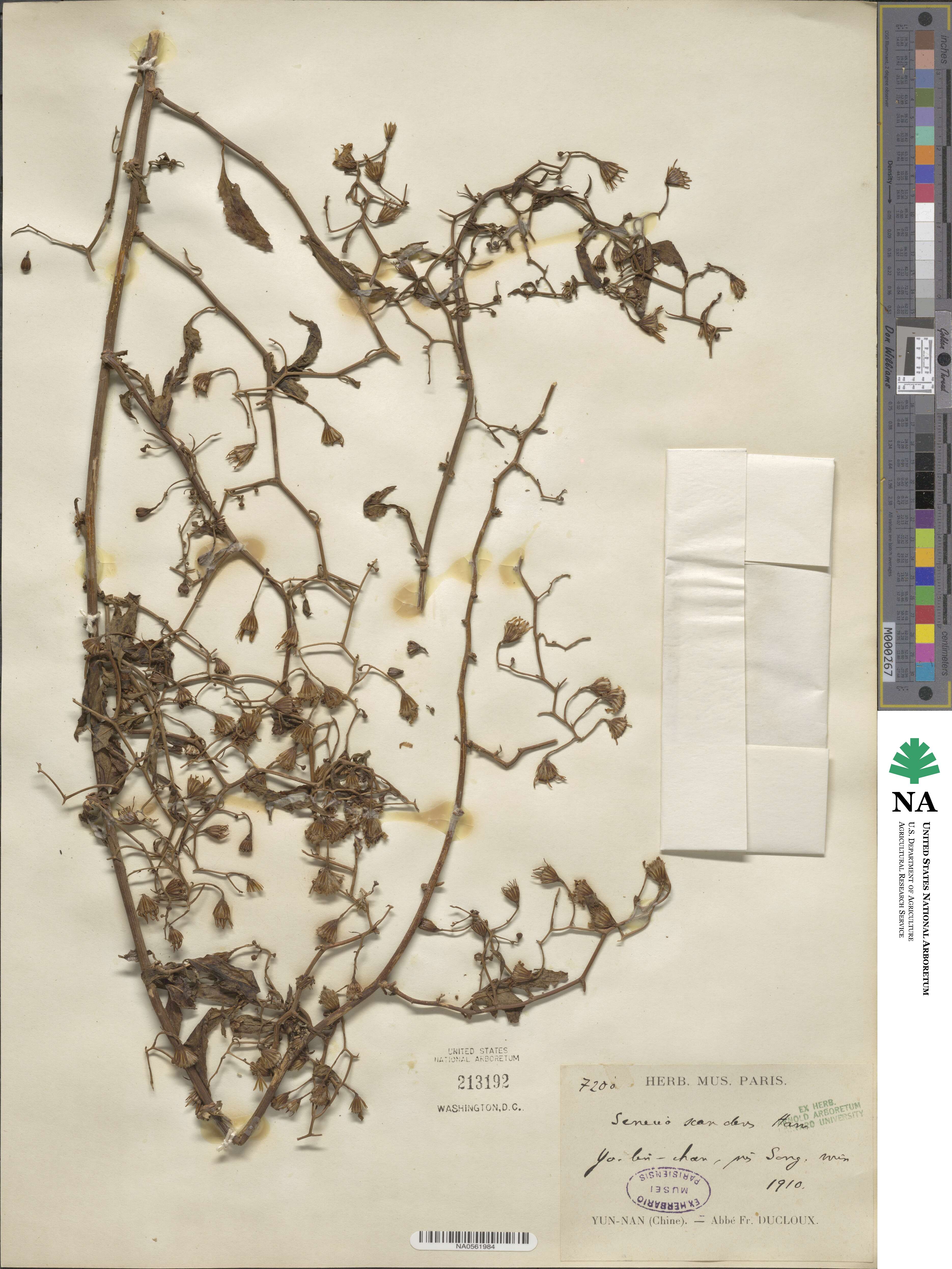 Senecio scandens image