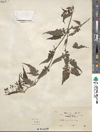 Senecio scandens image