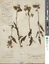 Senecio scandens image