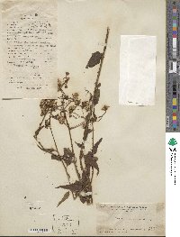 Senecio scandens image