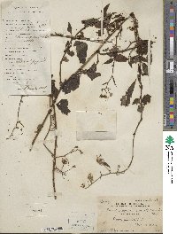 Senecio scandens image