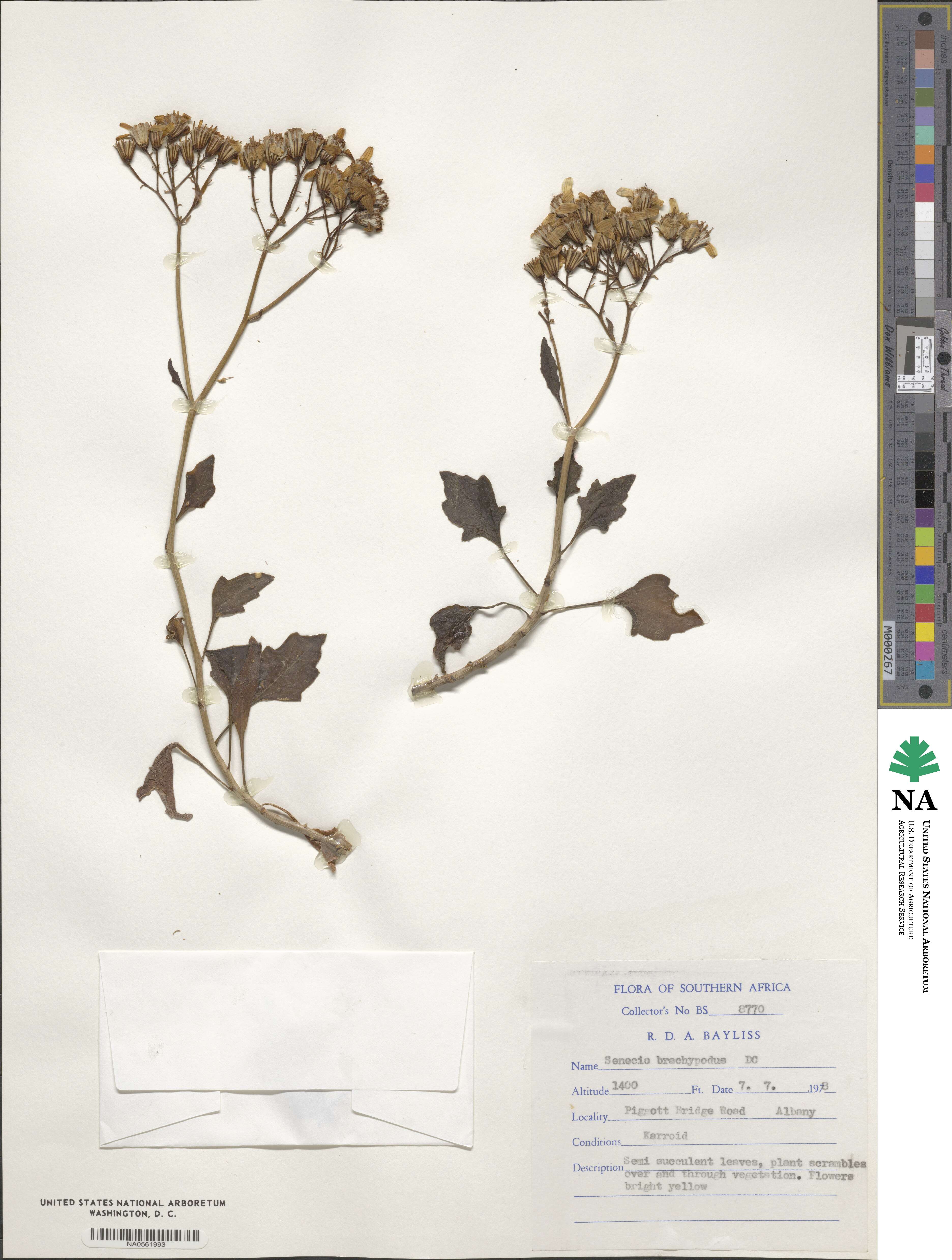 Senecio brachypodus image