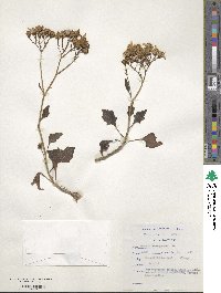 Senecio brachypodus image