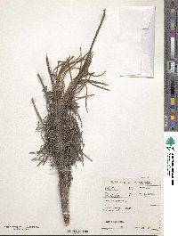 Senecio asperulus image