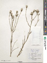 Senecio asperulus image