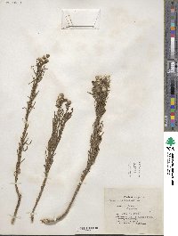 Senecio linifolius image