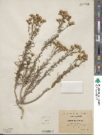 Senecio linifolius image