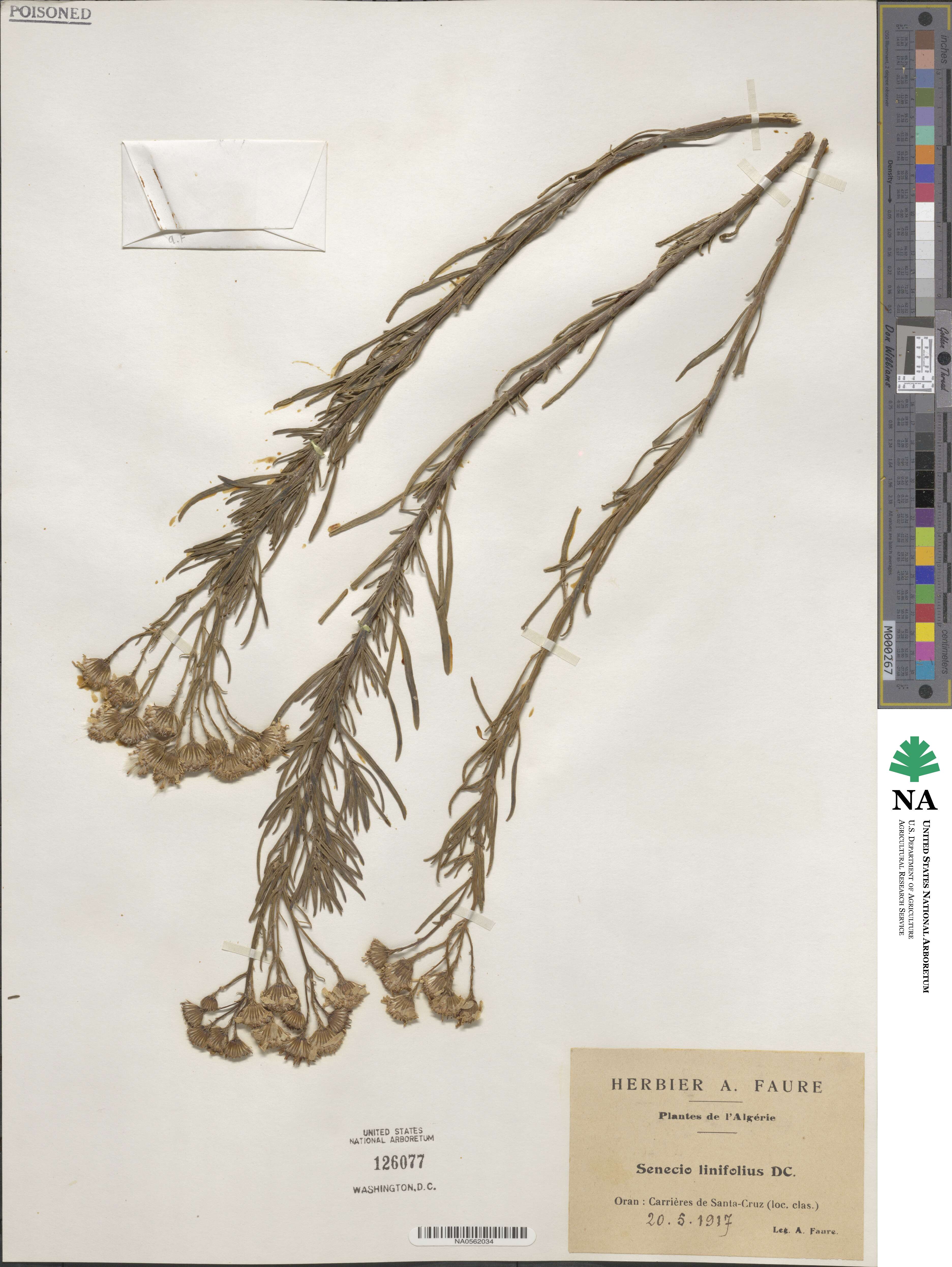 Senecio linifolius image