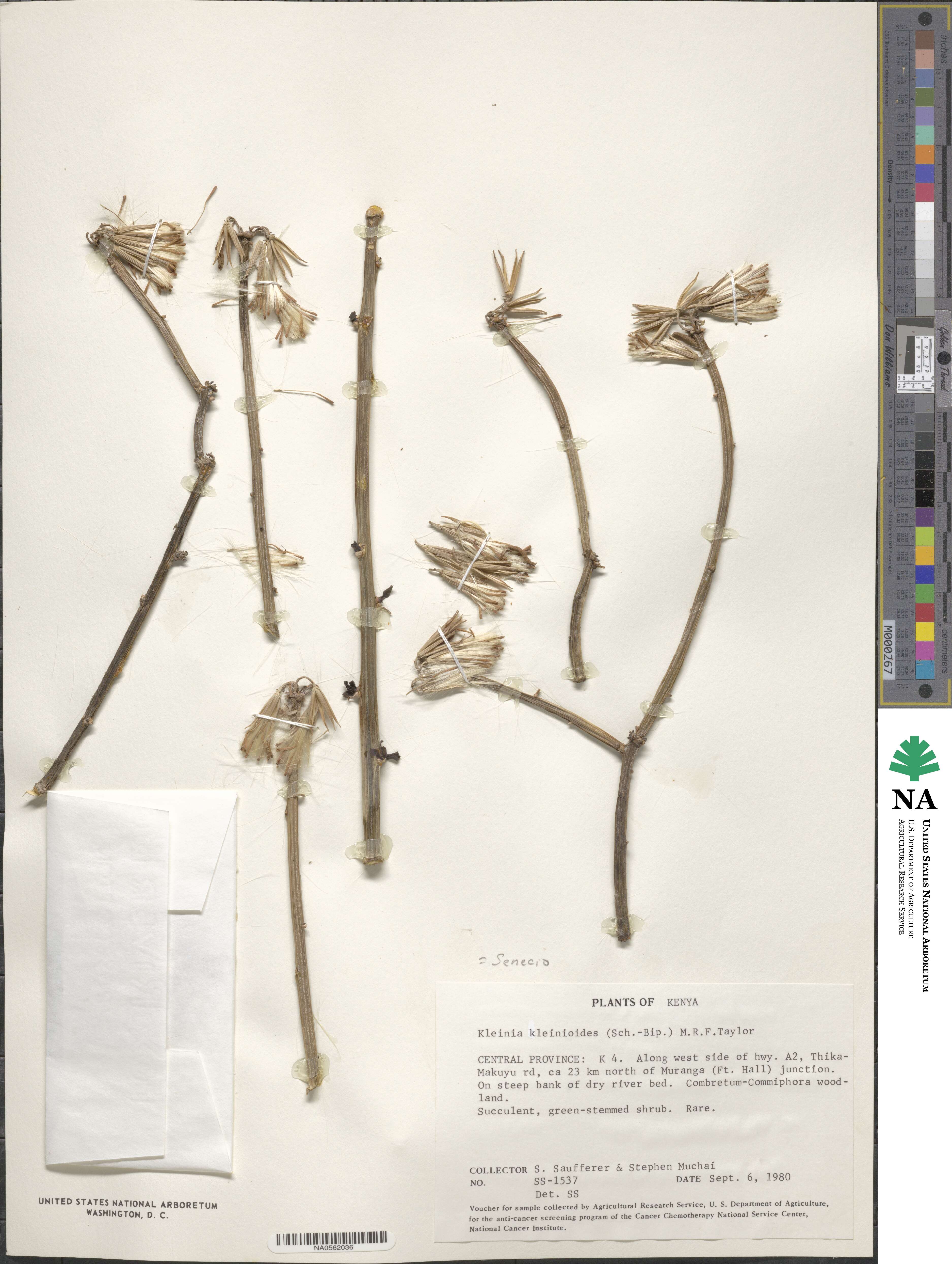 Kleinia kleinioides image