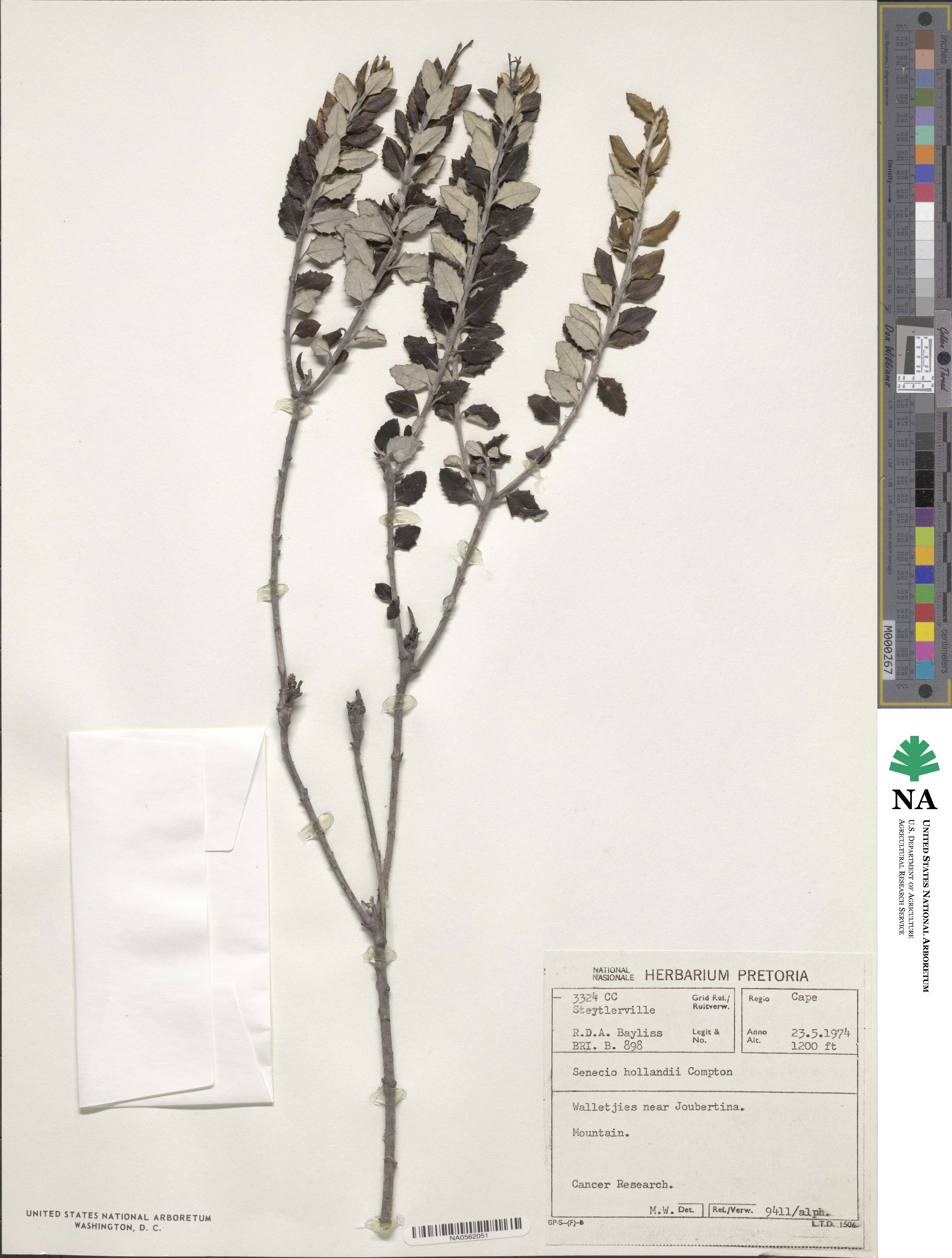 Senecio hollandii image