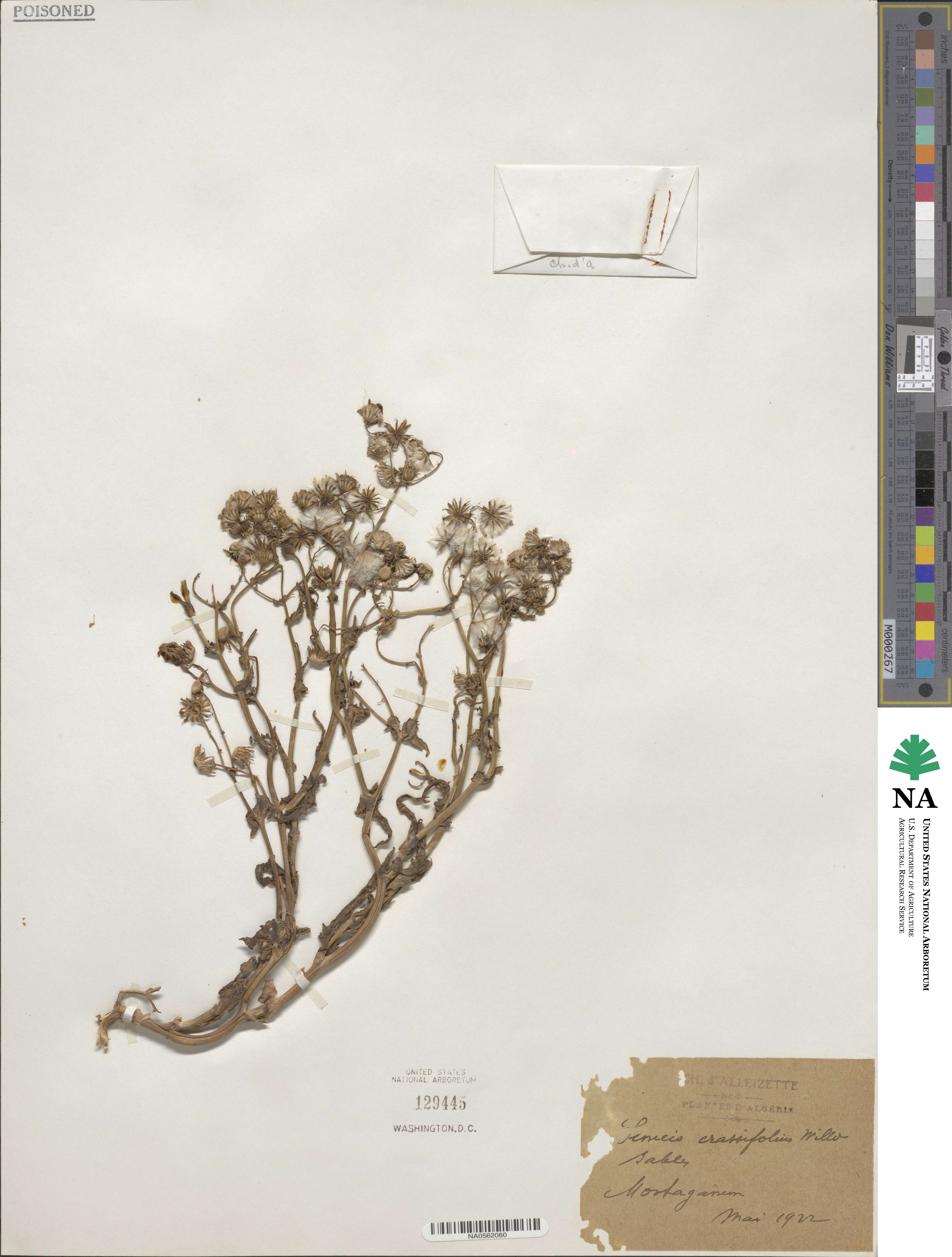 Senecio crassifolius image