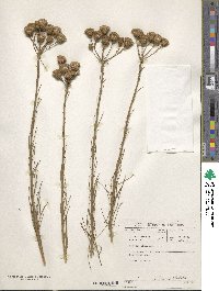 Senecio chrysocoma image