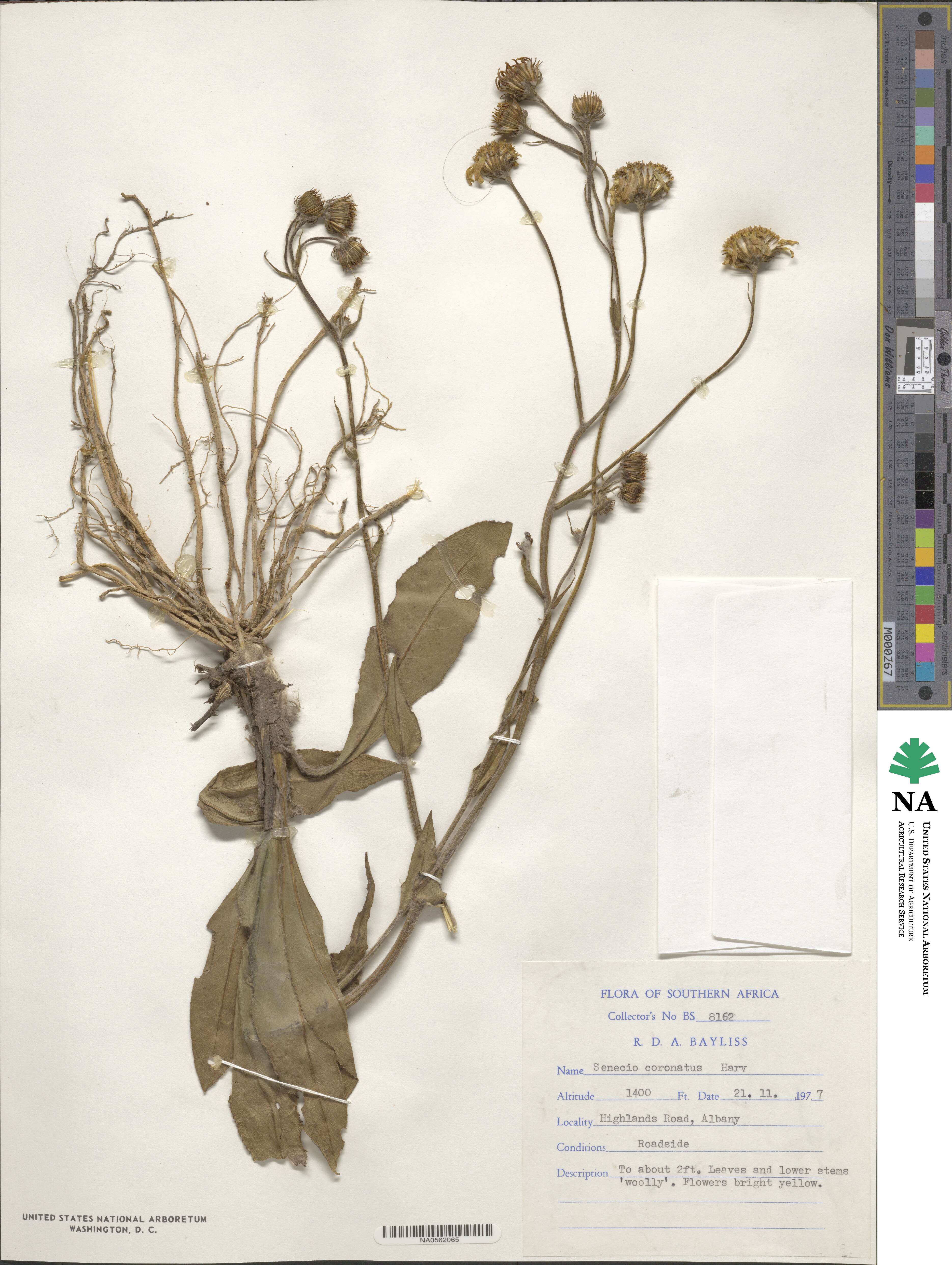 Senecio coronatus image