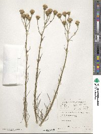 Senecio chrysocoma image