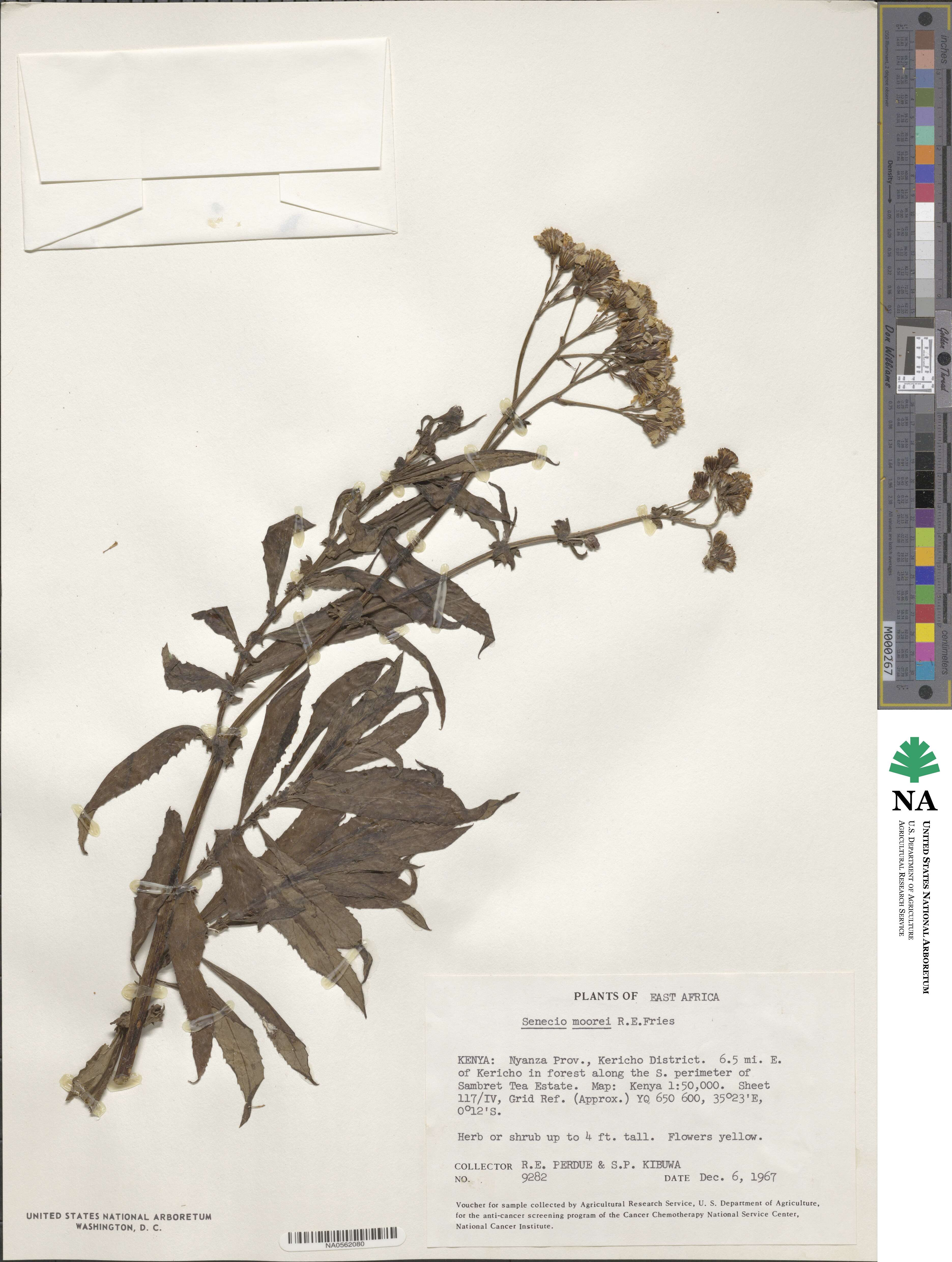 Senecio moorei image
