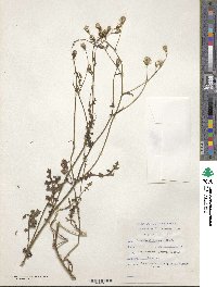 Senecio glutinosus image