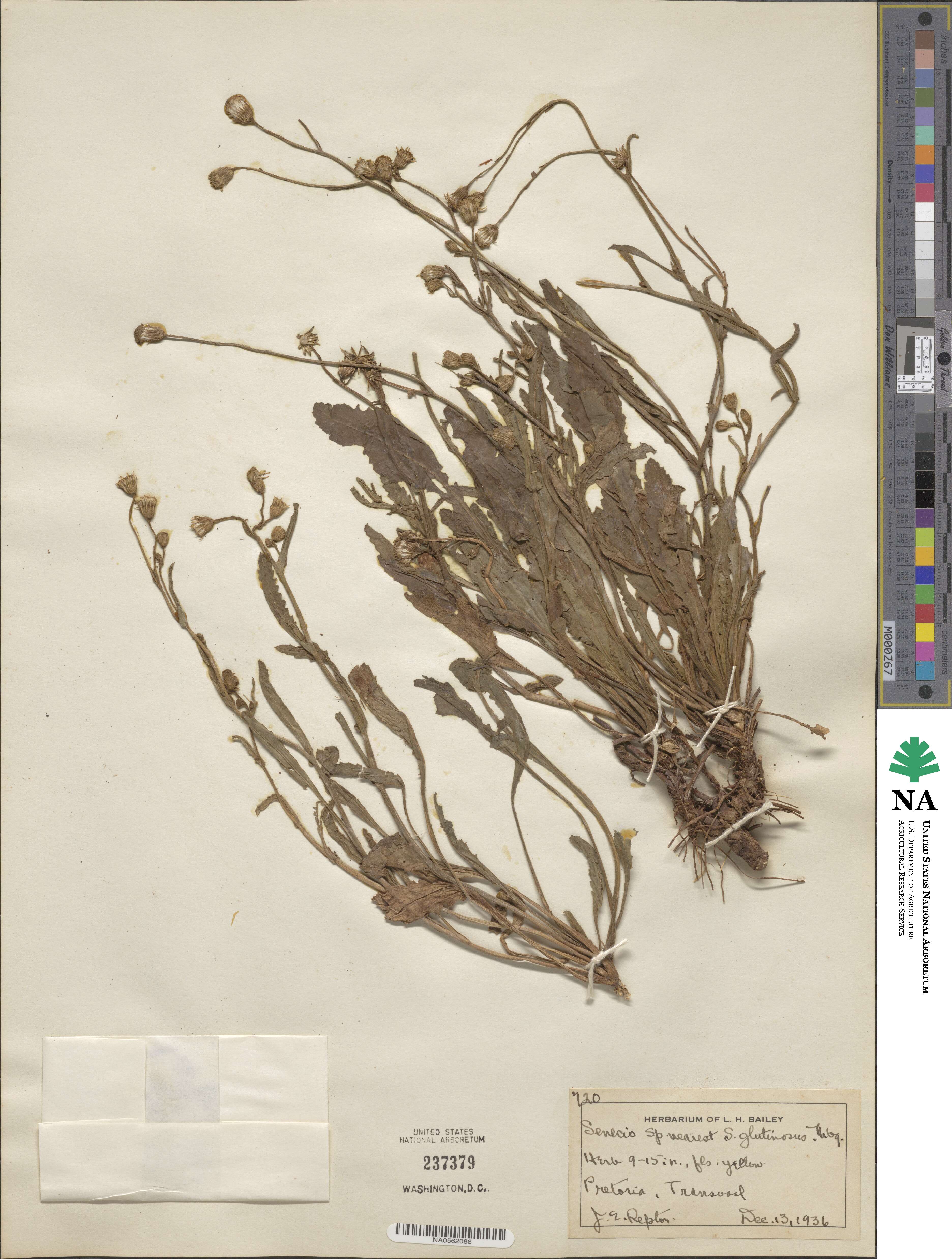 Senecio glutinosus image