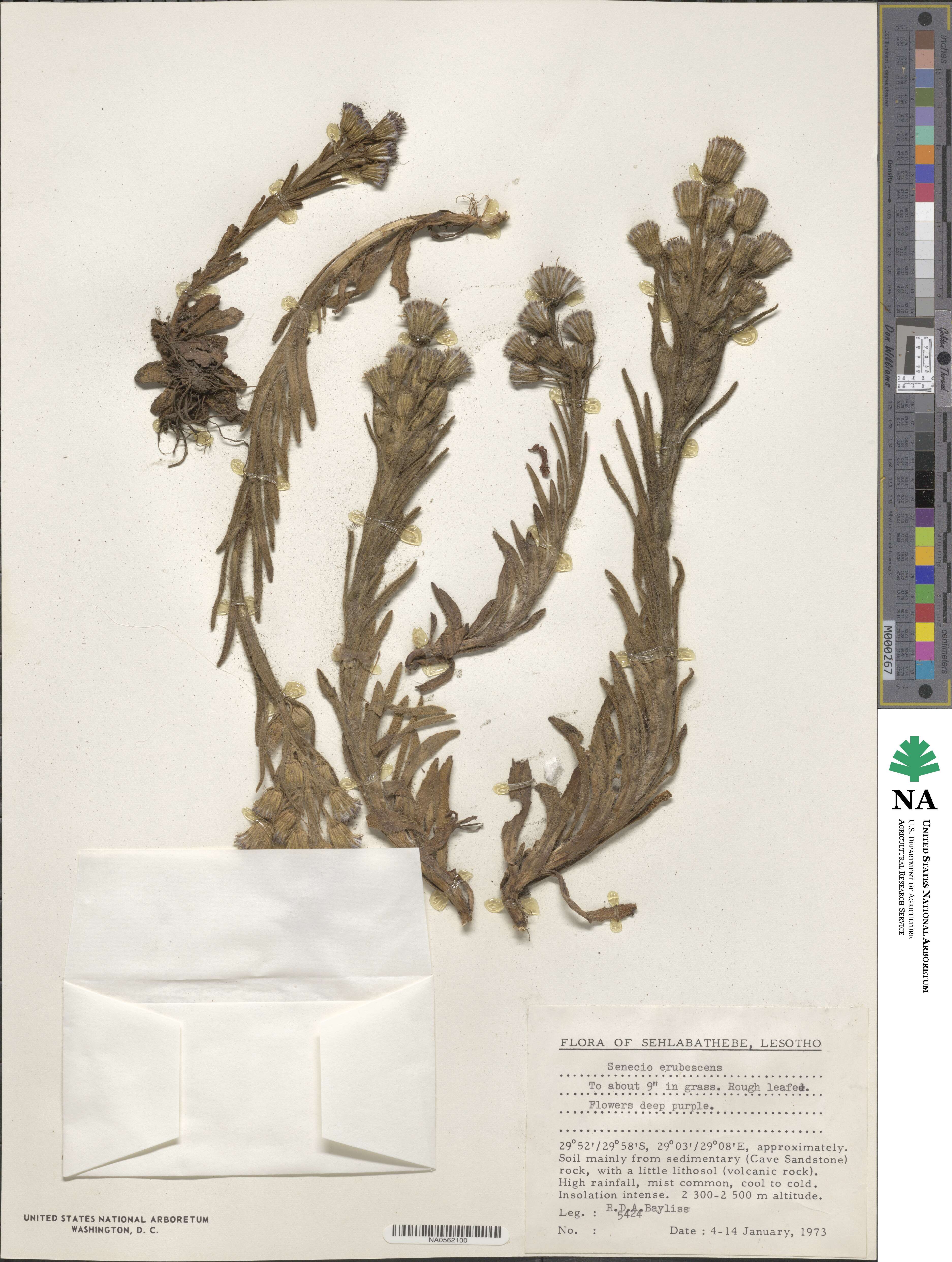 Senecio erubescens image