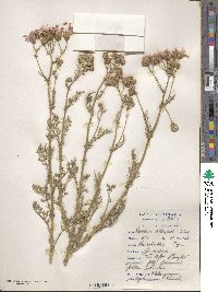 Senecio elegans image