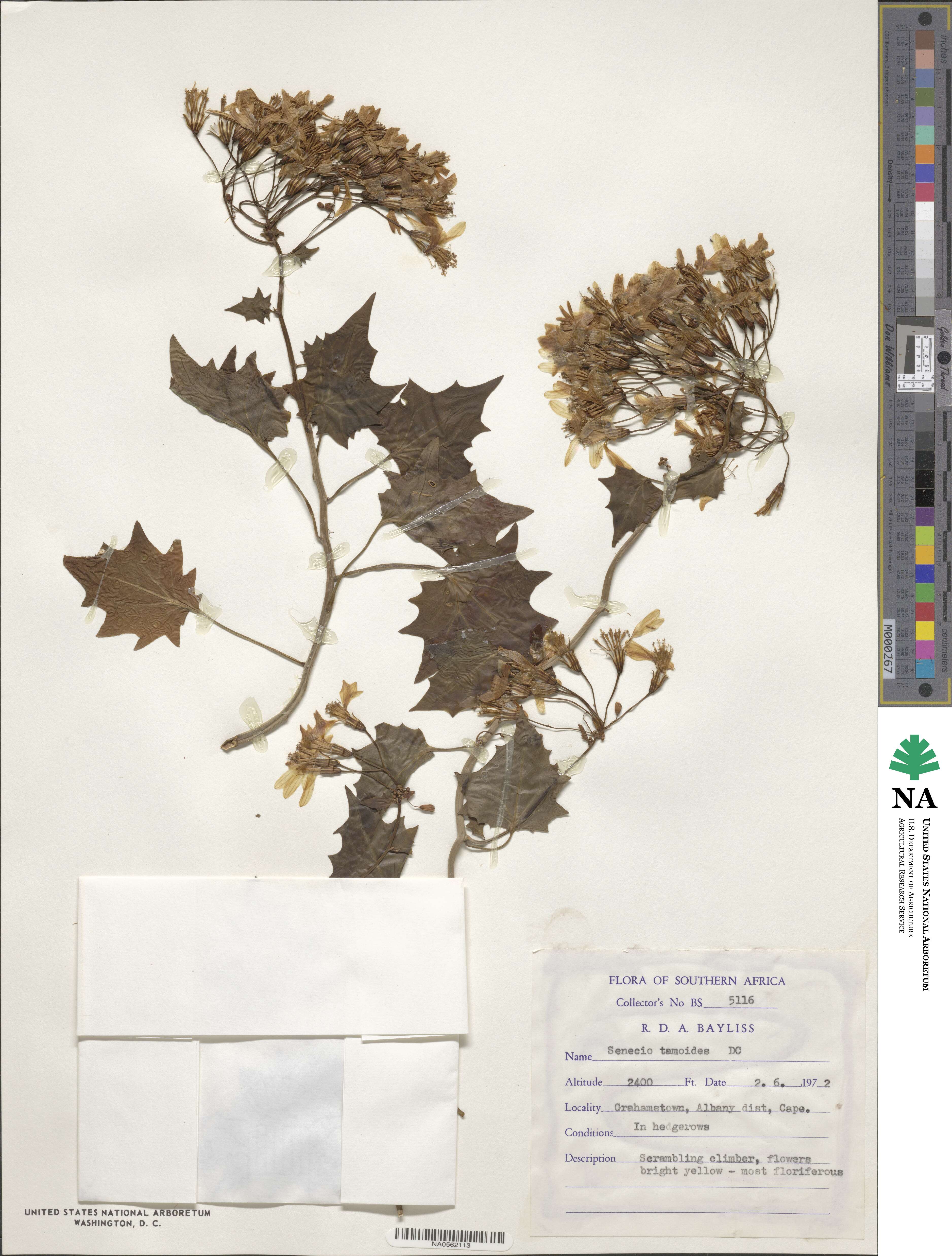 Senecio tamoides image