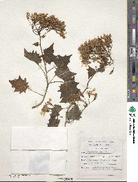 Senecio tamoides image