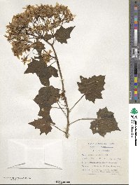 Senecio tamoides image