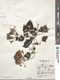 Senecio tamoides image