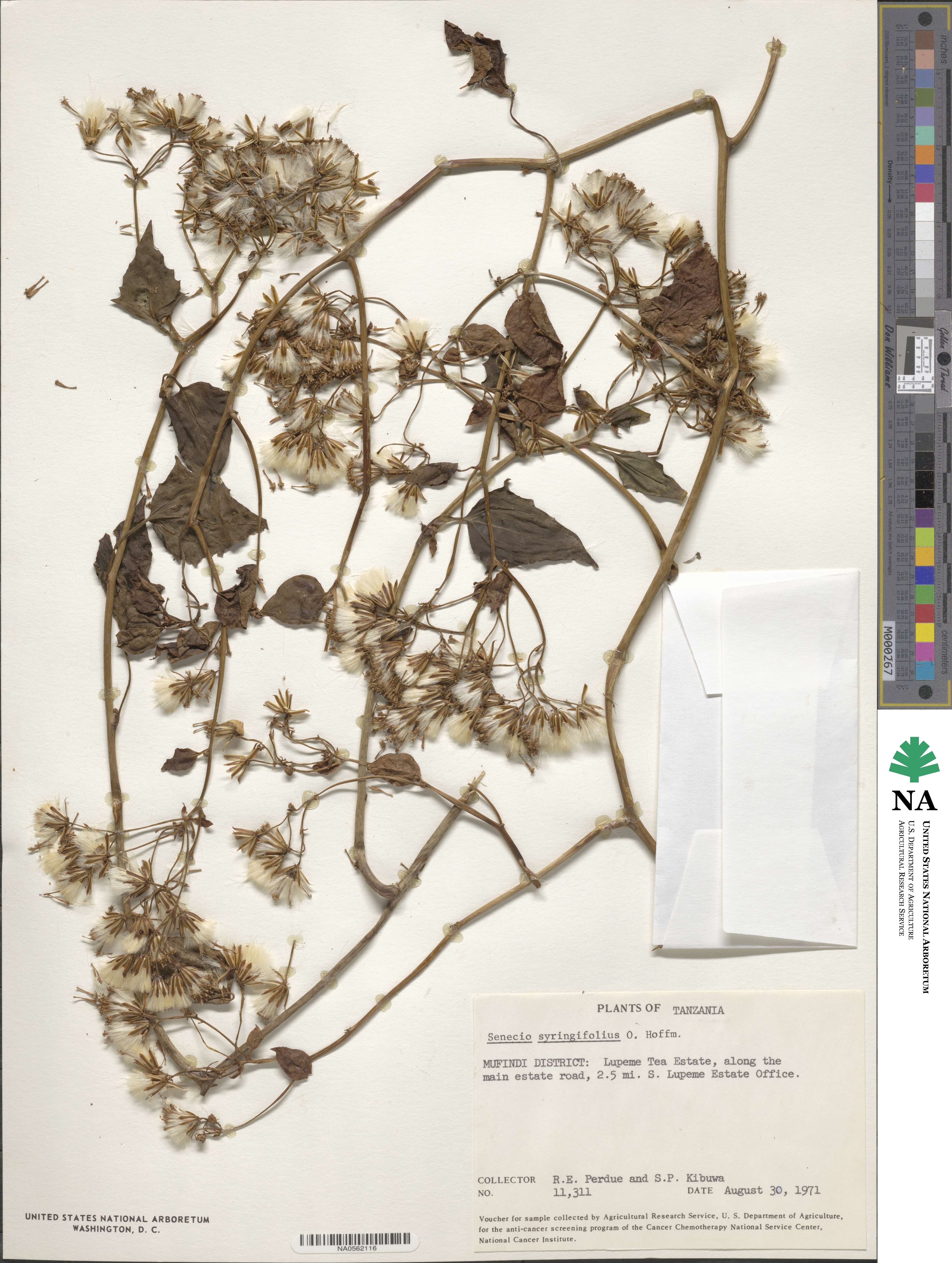 Senecio syringifolius image