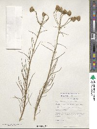 Senecio chrysocoma image