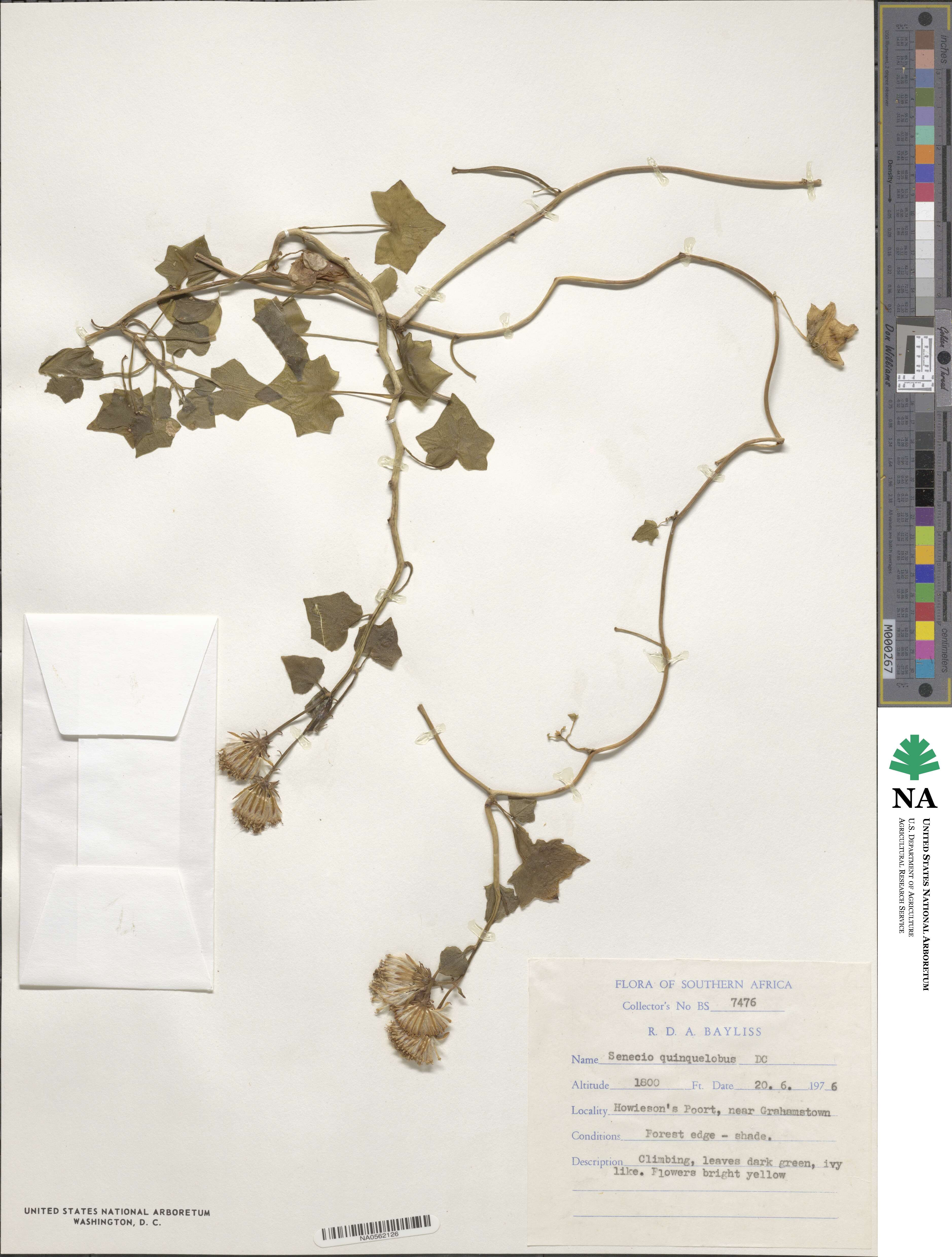 Senecio quinquelobus image