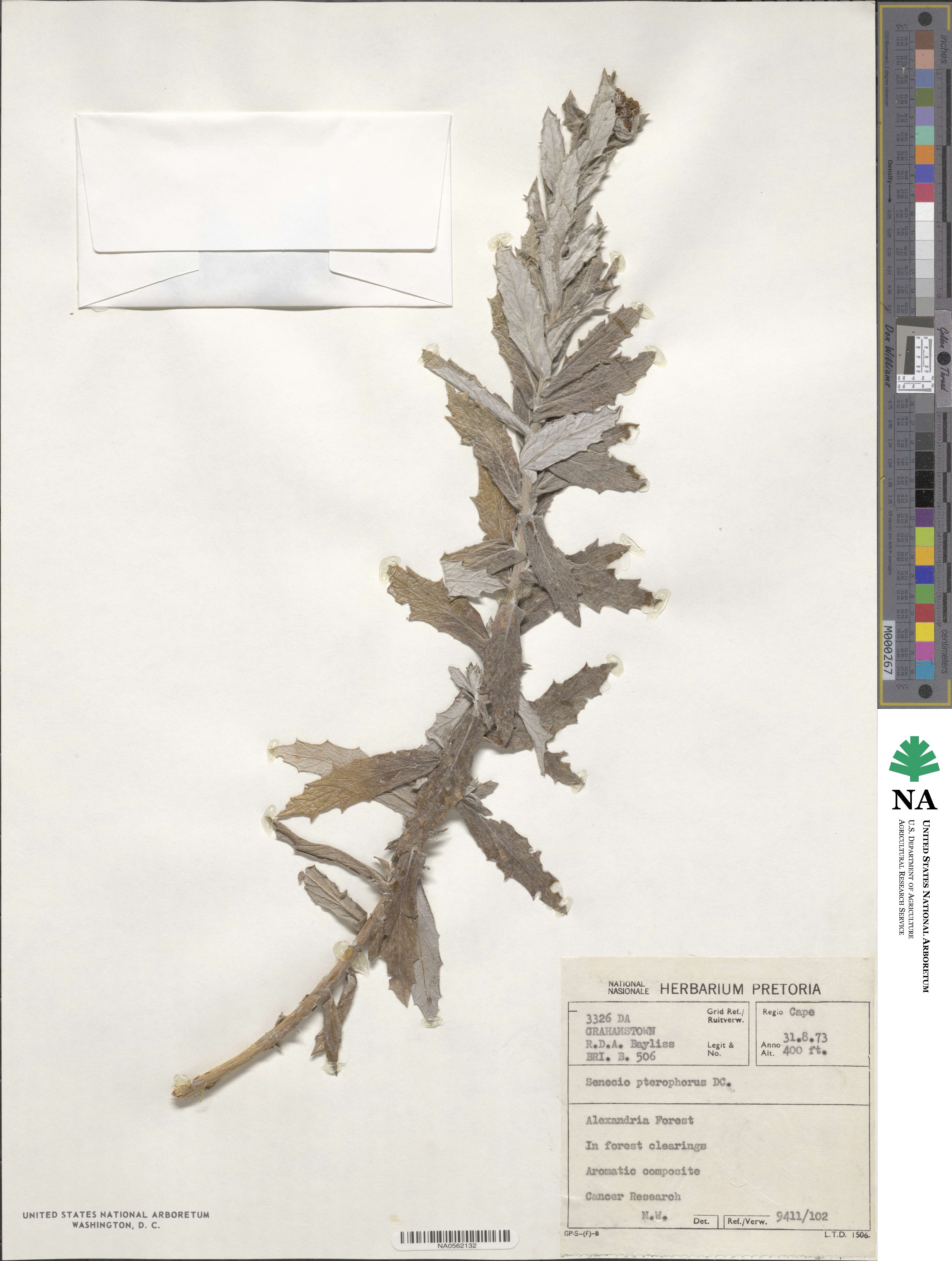 Senecio pterophorus image