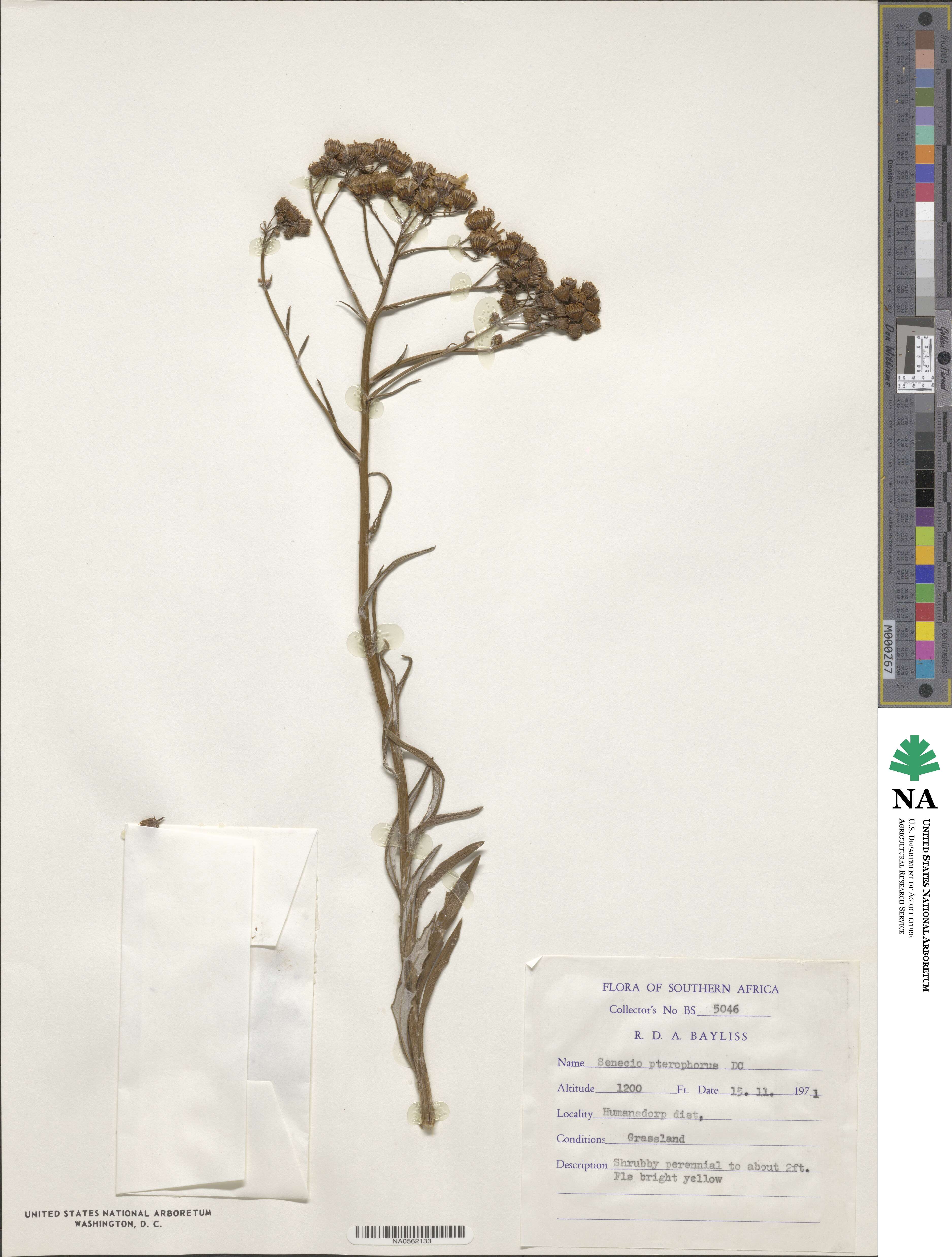 Senecio pterophorus image