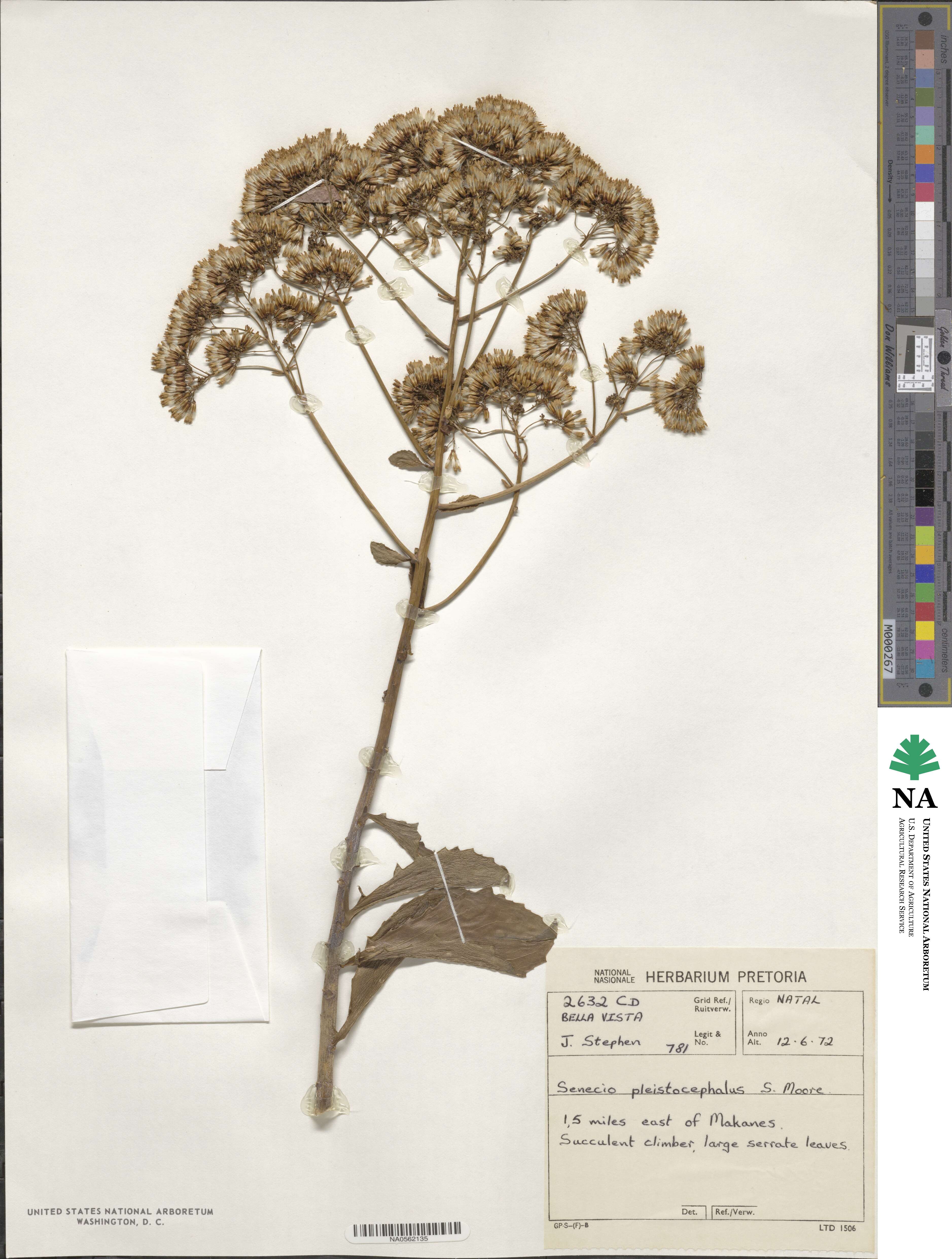 Senecio brachypodus var. pleistocephalus image