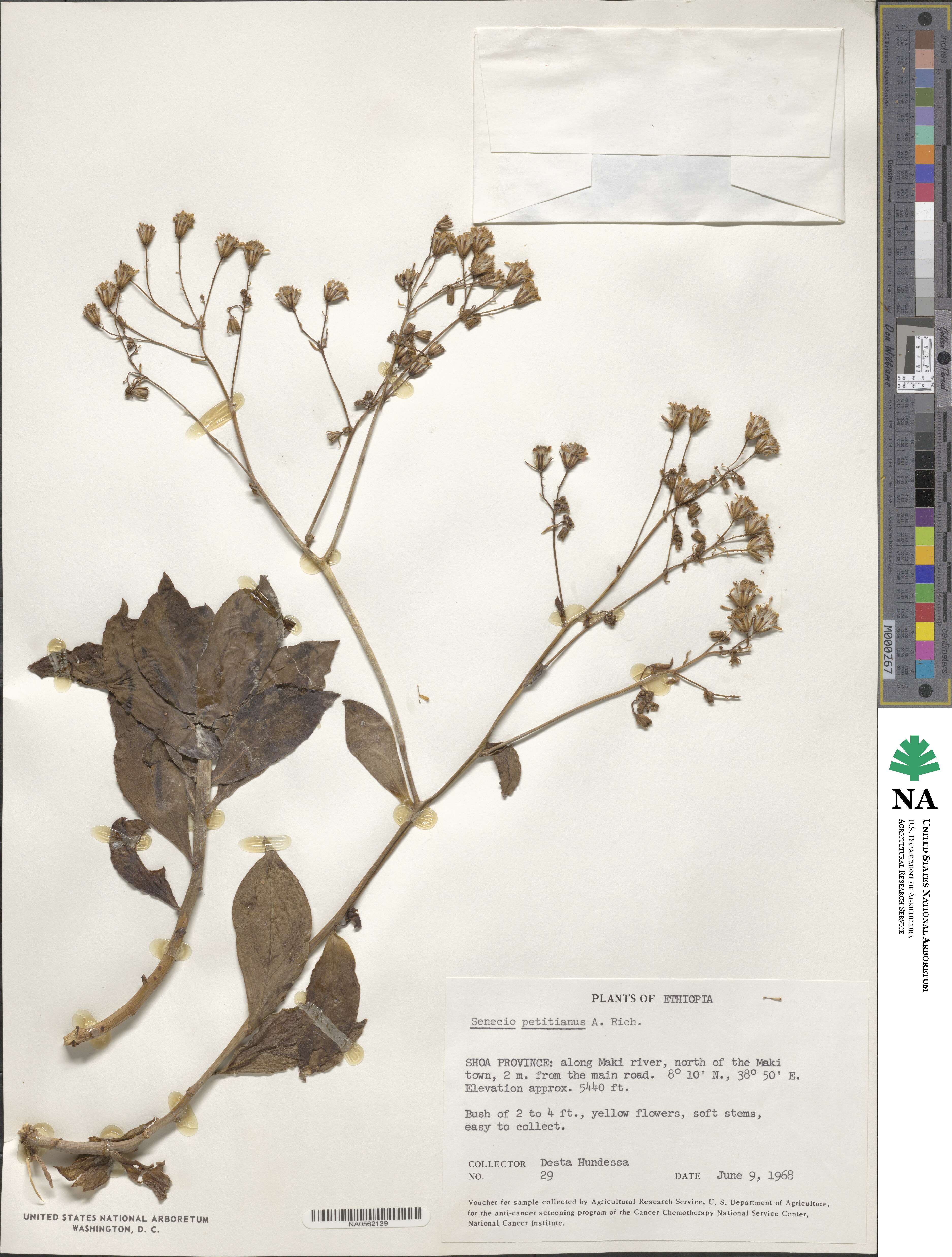 Senecio hadiensis image