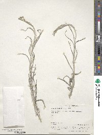 Image of Erechtites quadridentata