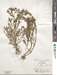 Senecio vulgaris image