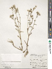 Senecio vulgaris image