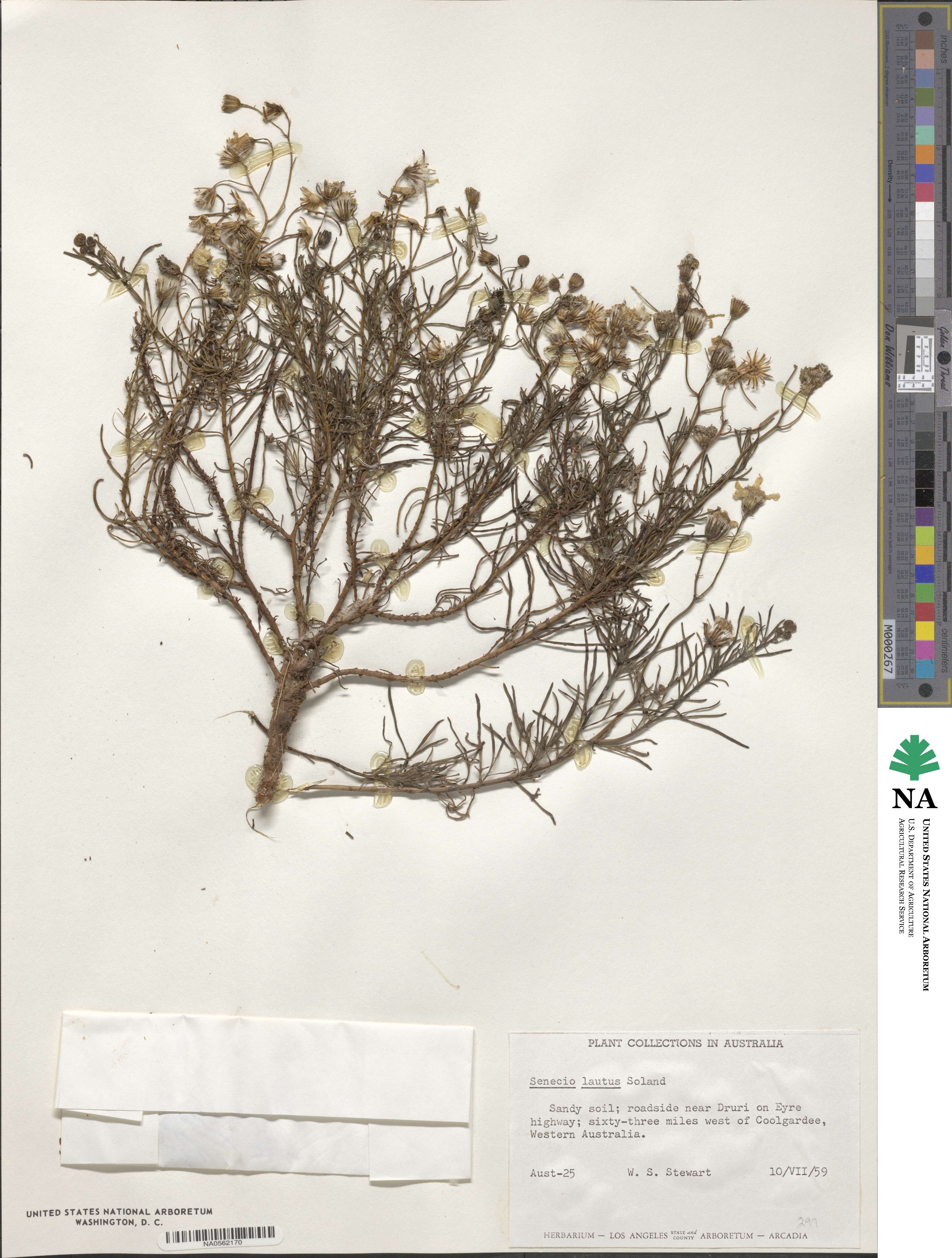 Senecio lautus image