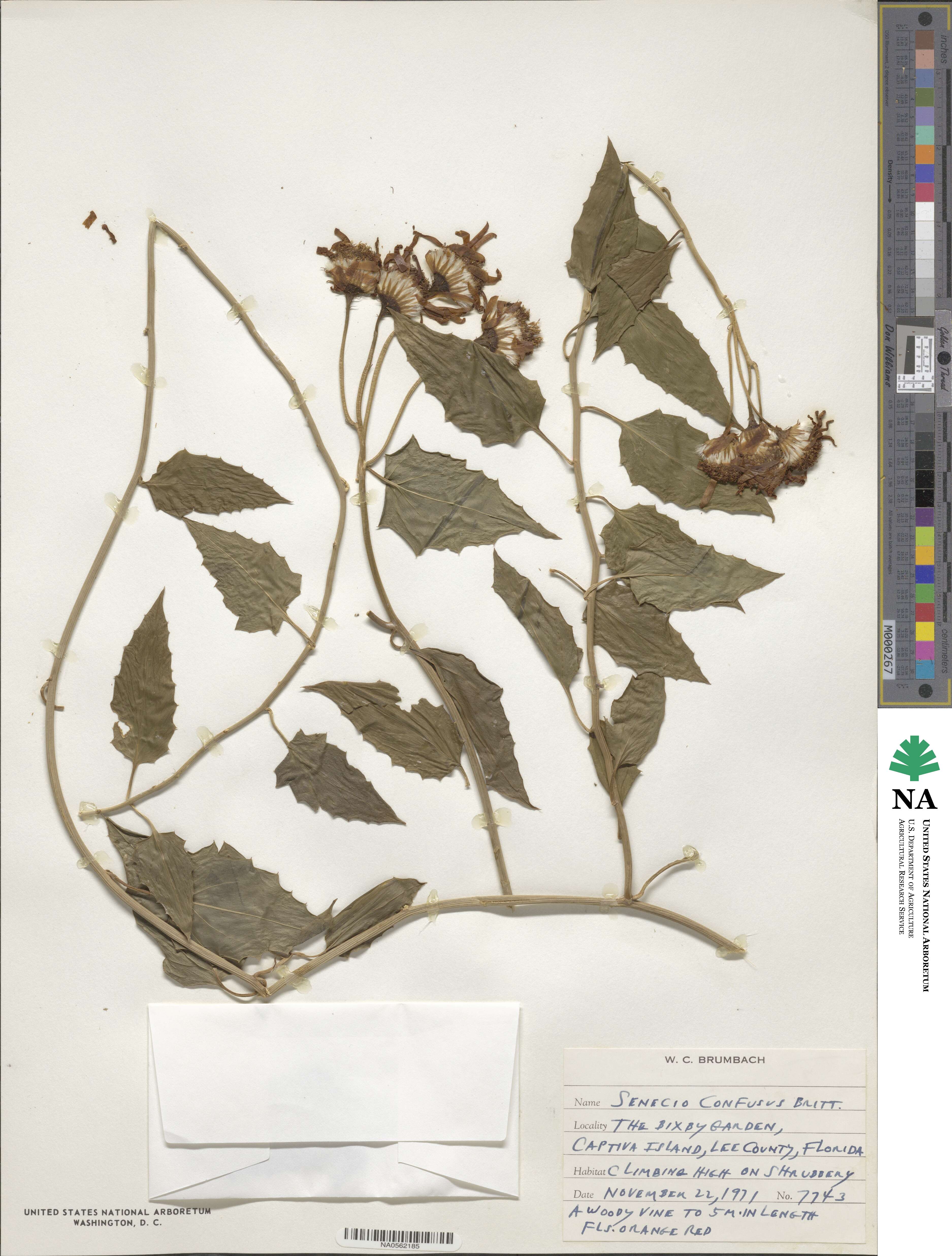 Pseudogynoxys chenopodioides image